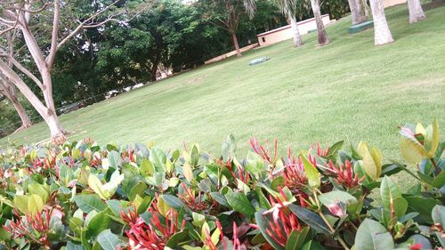 Plants growing on field