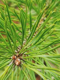 Close-up of pine cone on plant