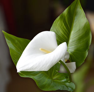 Close-up of white anthurium blooming outdoors