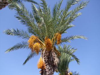 Low angle view of trees against blue sky