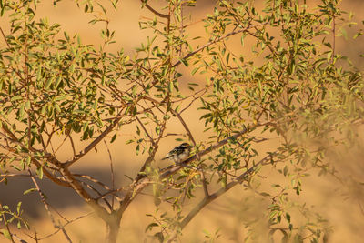 Close-up of bird perching on branch