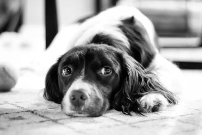 Close-up portrait of dog lying down