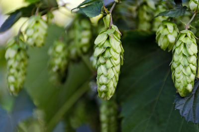 Green fresh hop cones on bush. flowers for making beer and bread closeup, agricultural background. 