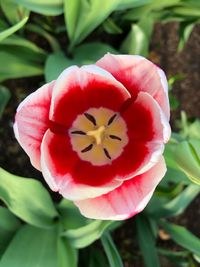 Close-up of red tulip