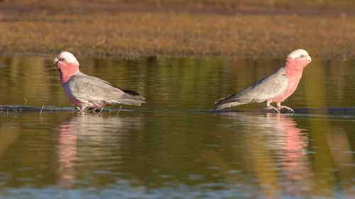 Birds perching on a lake