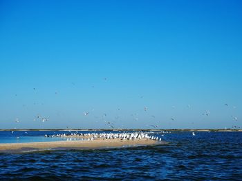 Birds flying over sea against clear blue sky