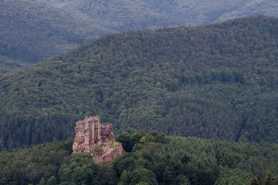 High angle view of trees in forest