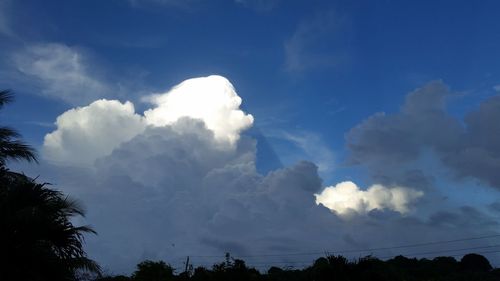 Low angle view of trees against blue sky