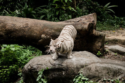 White tiger standing on rock in forest