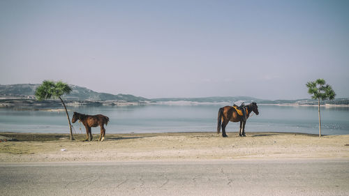 Horses on beach against sky