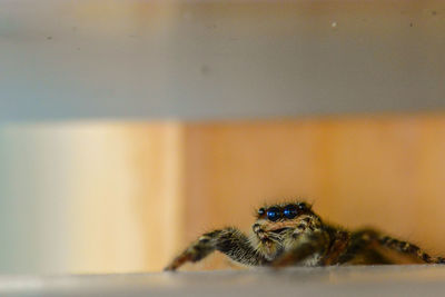 Close-up of spider
