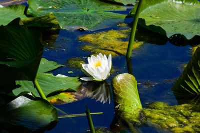 Close-up of lotus water lily in lake