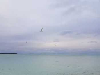 Birds flying over sea against sky