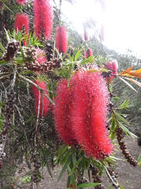 Close-up of red cactus plant against sky