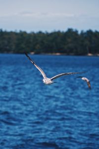 Seagulls flying over sea