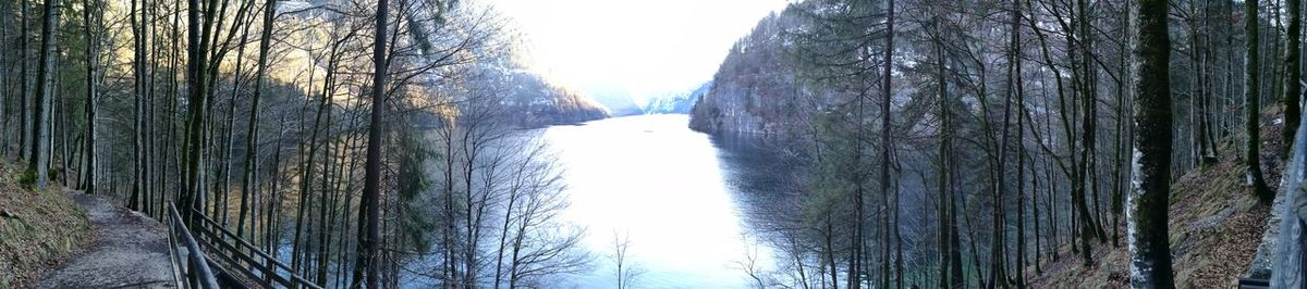 Panoramic view of trees in forest during winter