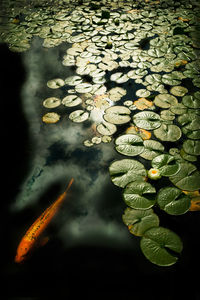 High angle view of leaves floating on water