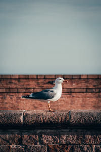 Seagull perching on wall