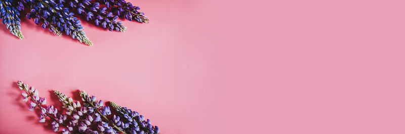 Close-up of pink flowering plant against wall