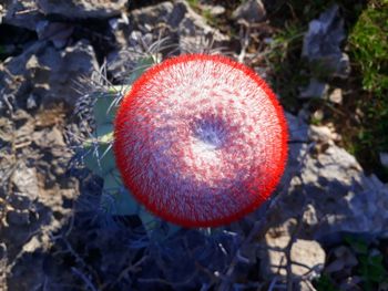 High angle view of red flower on field