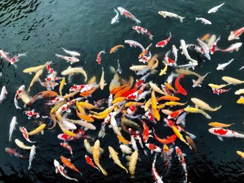 High angle view of koi carps swimming in lake