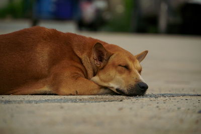 Close-up of a dog sleeping