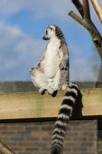 Low angle view of cat against sky