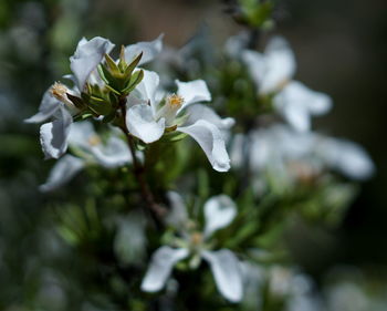 Close-up of white flowers blooming outdoors