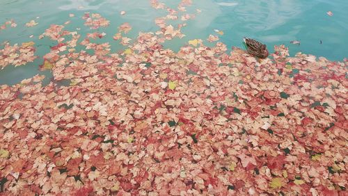 High angle view of flowering plants in lake