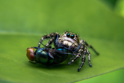 Close-up of spider on leaf