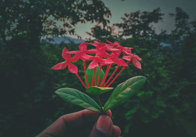 Close-up of hand holding red rose flower