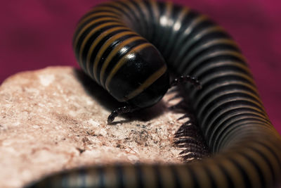 Close-up of caterpillar on a table