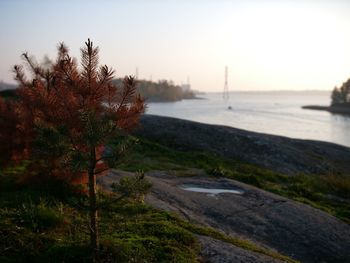 Trees by sea against sky during sunset