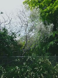 Plants growing on tree