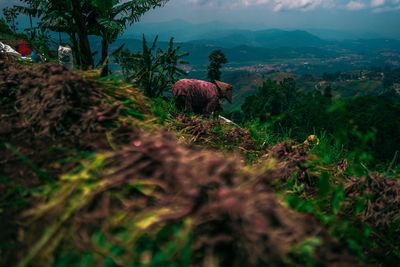 High angle view of deer on field