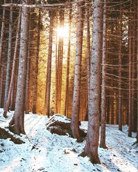 Snow covered trees in forest