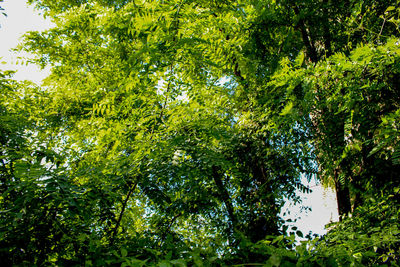 Low angle view of trees