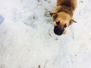 High angle view of dog