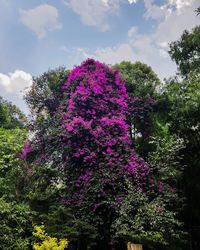 Low angle view of pink flowering plants against sky