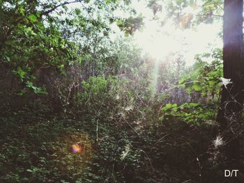 Plants and trees in forest