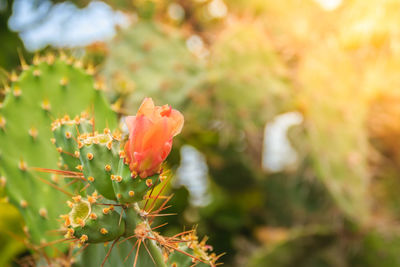 Close-up of cactus flower