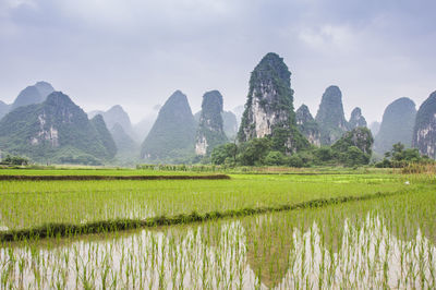 Scenic view of agricultural field against sky