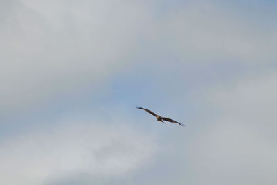 Low angle view of bird flying against sky