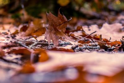 Close-up of dry maple leaves on land