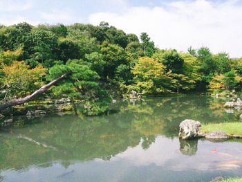 Reflection of trees in river