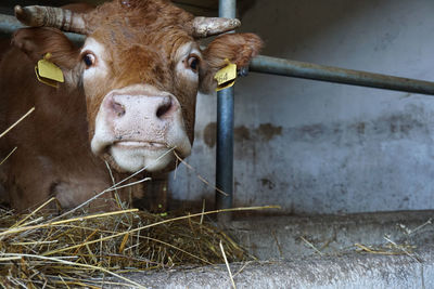 Portrait of cow in pen