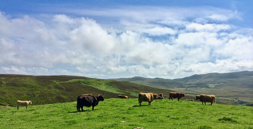 Horses in a field