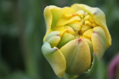 Close-up of yellow flowering plant