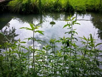 Reflection of trees in water