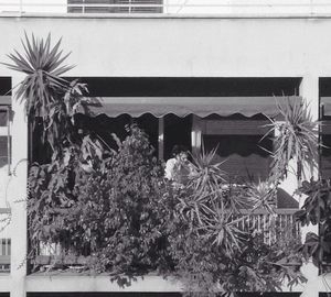 Low angle view of potted plants